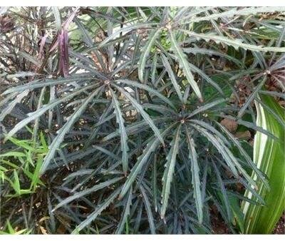 False Aralia