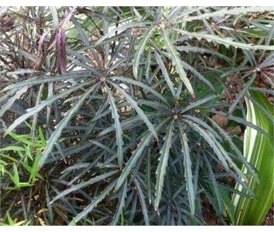 False Aralia