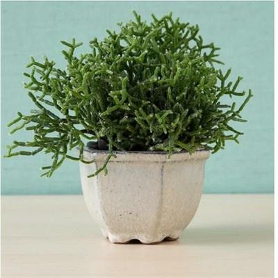 Rhipsalis Coral Cactus