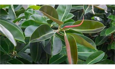 Rubber plant Ruby