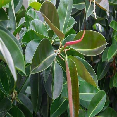 Rubber plant Ruby