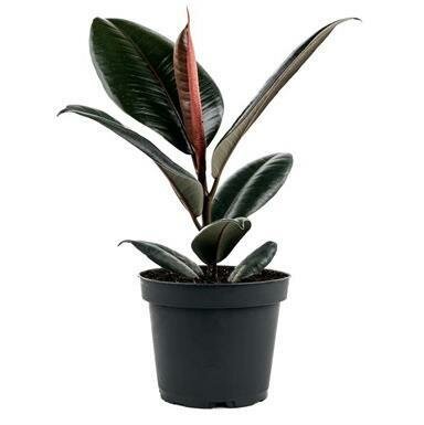 Rubber Plant Burgandy