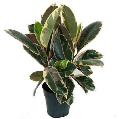 Rubber Plant Tineke