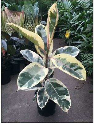 Rubber Plant Tineke
