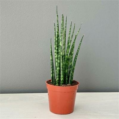 succulents in planter boxes Succulent Cigar Box Planter