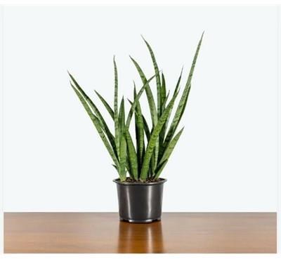 Snake Plant Fernwood Mikado