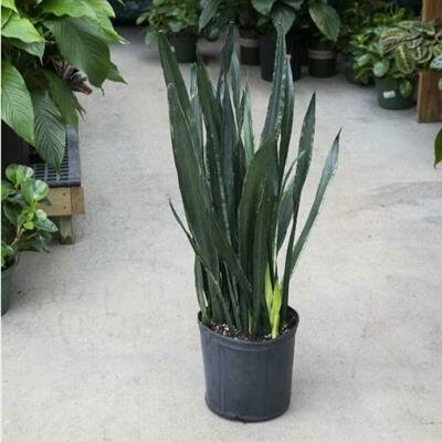 Snake Plant Black Tiger