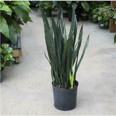 Snake Plant Black Tiger