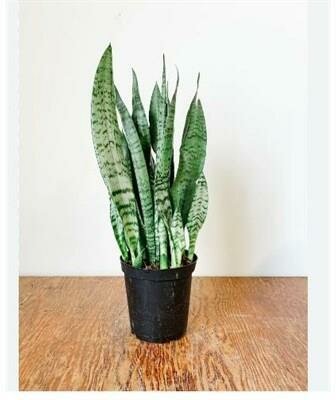 Snake Plant Zeylanica