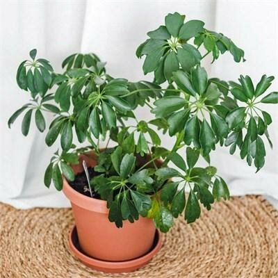 Schefflera Umbrella Tree