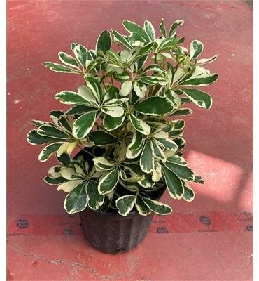 Schefflera Arboricola Ivory - image 1