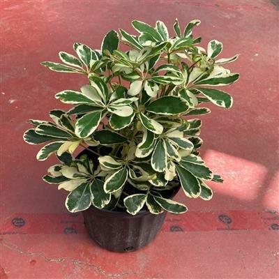 Schefflera Arboricola Ivory - image 2