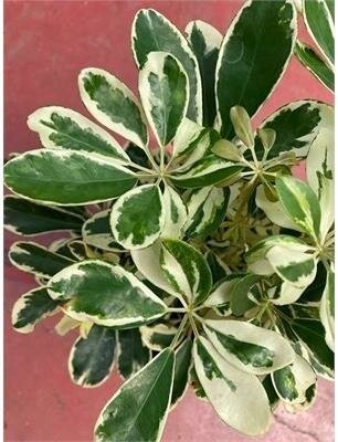 Schefflera Arboricola Ivory - image 2