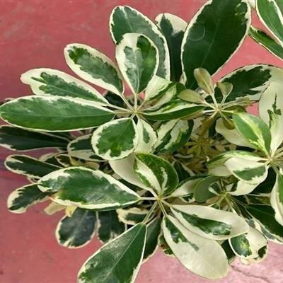 Schefflera Arboricola Ivory - image 1