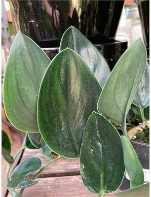 Scindapsus Nearly Black - image 1