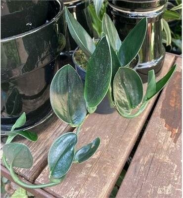 Scindapsus Nearly Black - image 2