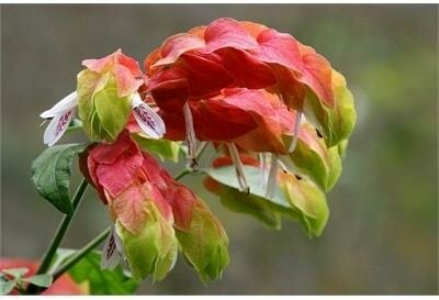 Shrimp Plant Tree