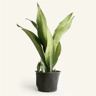 Snake Plant Moonshine - image 2