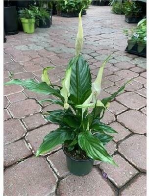 Peace Lily