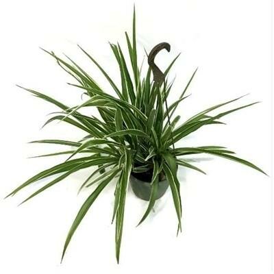 Spider Plant HB