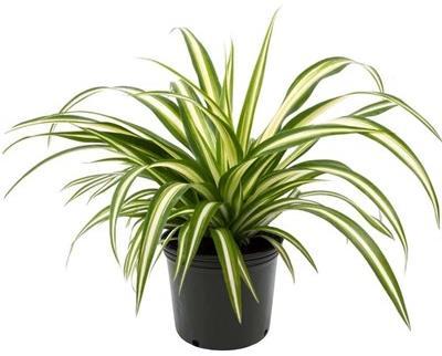 Spider Plant