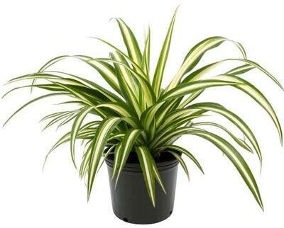 Spider Plant