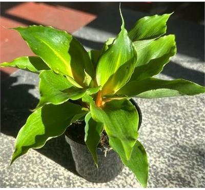 Fire Flash Spider Plant