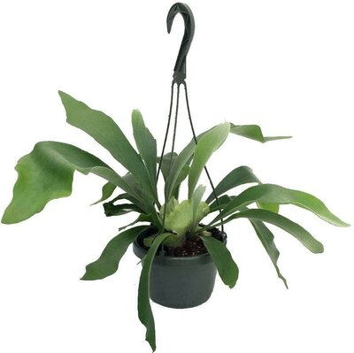 Staghorn Fern HB