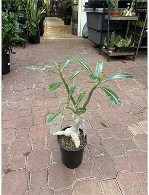 Desert Rose