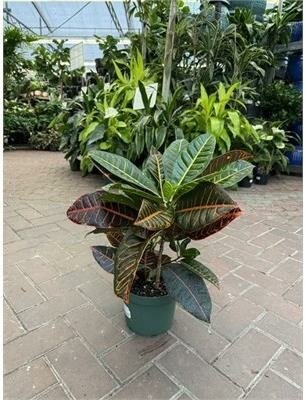 Croton Petra