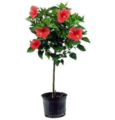 Tropical Hibiscus Standard