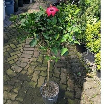 Tropical Hibiscus Standard - image 3