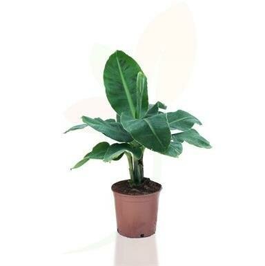 Banana Dwarf Cavendish