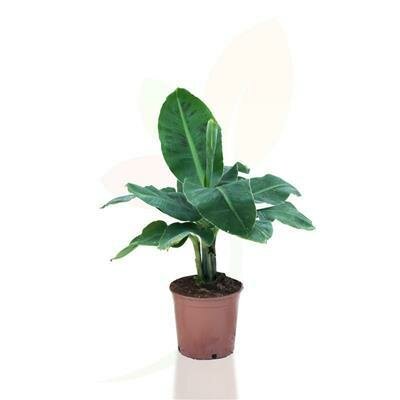 Banana Dwarf Cavendish