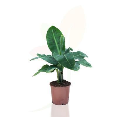 Banana Dwarf Cavendish