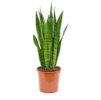 Snake Plant Zeylanica