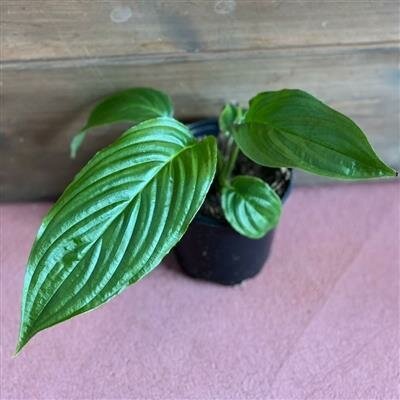Black Bat Plant (Tacca Chanterii)