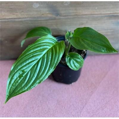 Black Bat Plant (Tacca Chanterii)