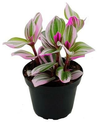 Wandering Dude 'Nanouk'