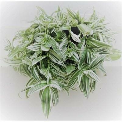 Wandering Dude White