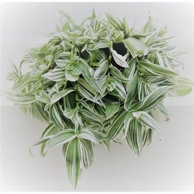 Wandering Dude White