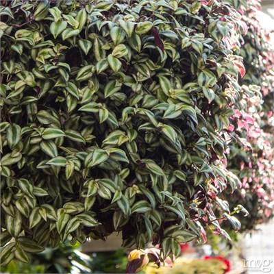 Wandering Dude Purple Zebrina Hb