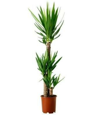 Yucca Cane Double 2-1