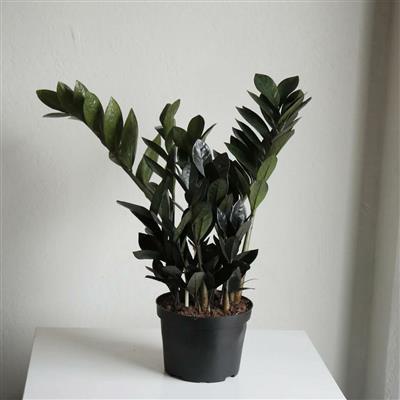 ZZ Plant