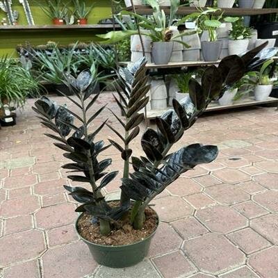 Black ZZ Plant