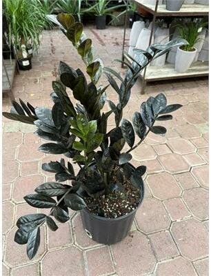 Black ZZ Plant