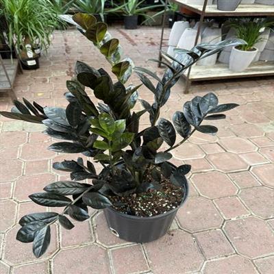 Black ZZ Plant