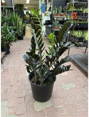 Black ZZ Plant