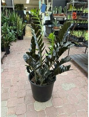 Black ZZ Plant - Triple Tree Nurseryland