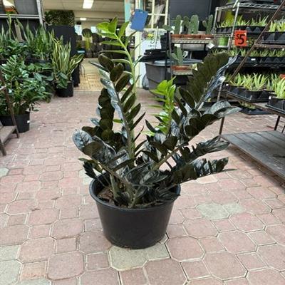 Black ZZ Plant